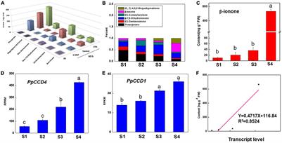 Metabolism of Carotenoids and β-Ionone Are Mediated by Carotenogenic Genes and PpCCD4 Under Ultraviolet B Irradiation and During Fruit Ripening